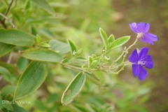 Tibouchina urvilleana